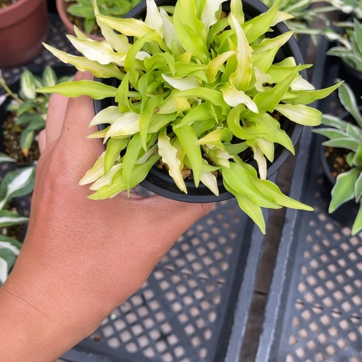 无花朵心****在盆栽植物