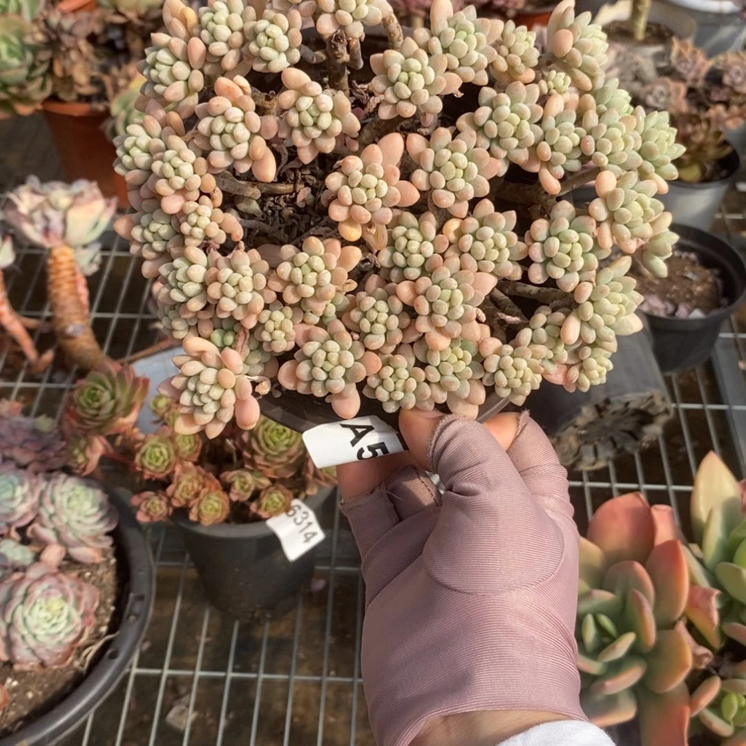 528洛可可一物一拍