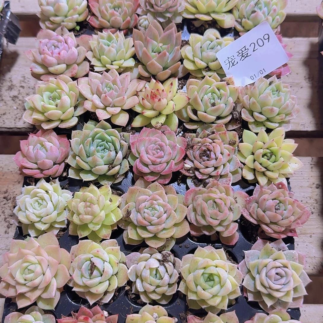 直播福利一物一拍209