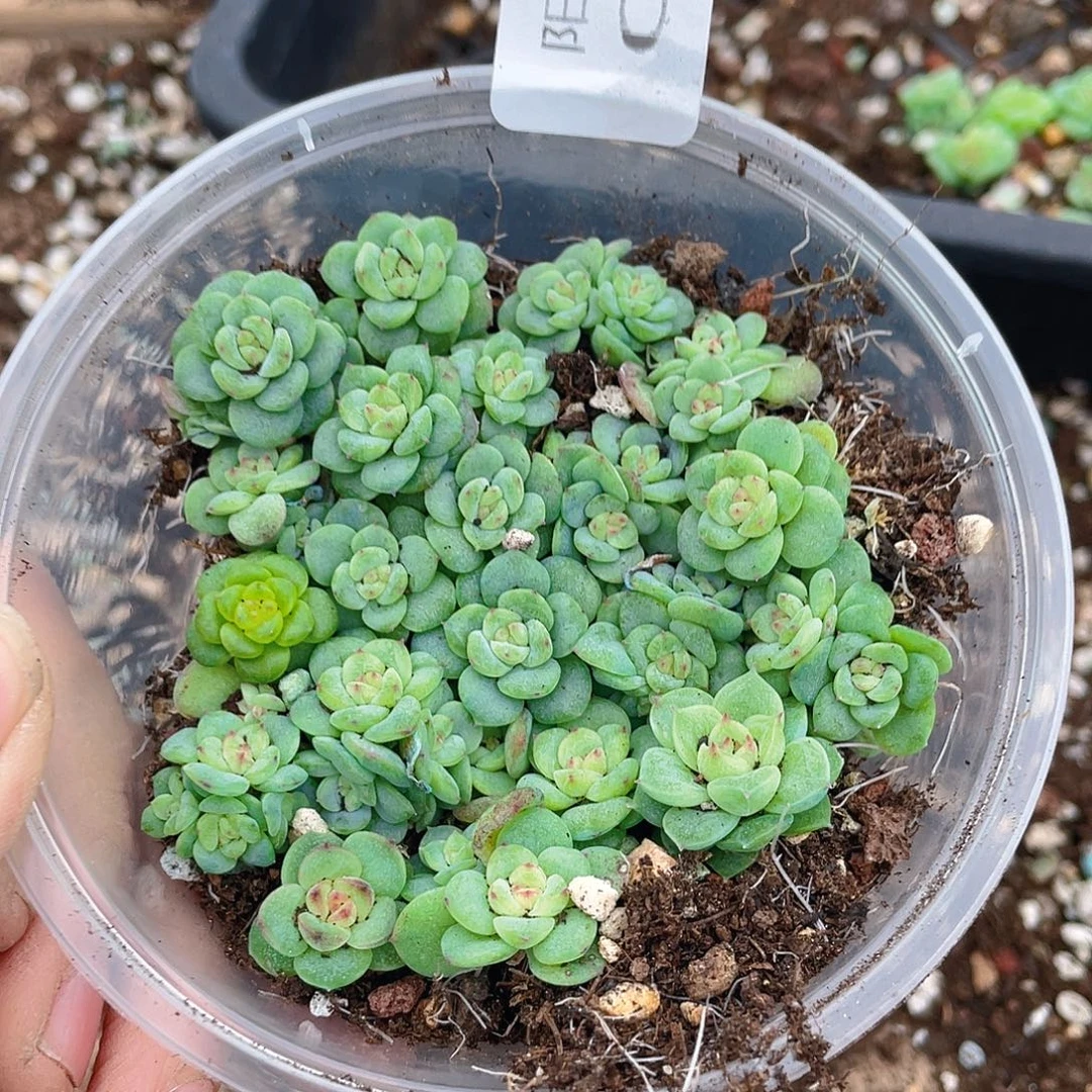 多肉植物多肉植物36