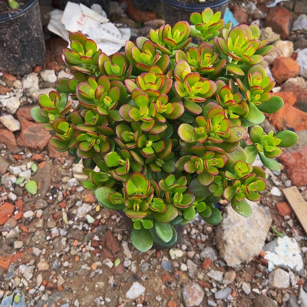 黑色盆原盆土发货摇钱树