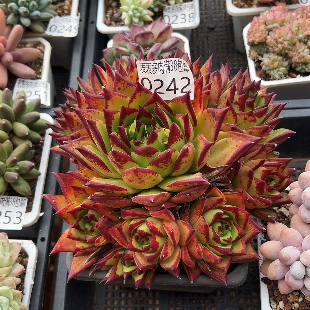 多肉一物一拍植物0242