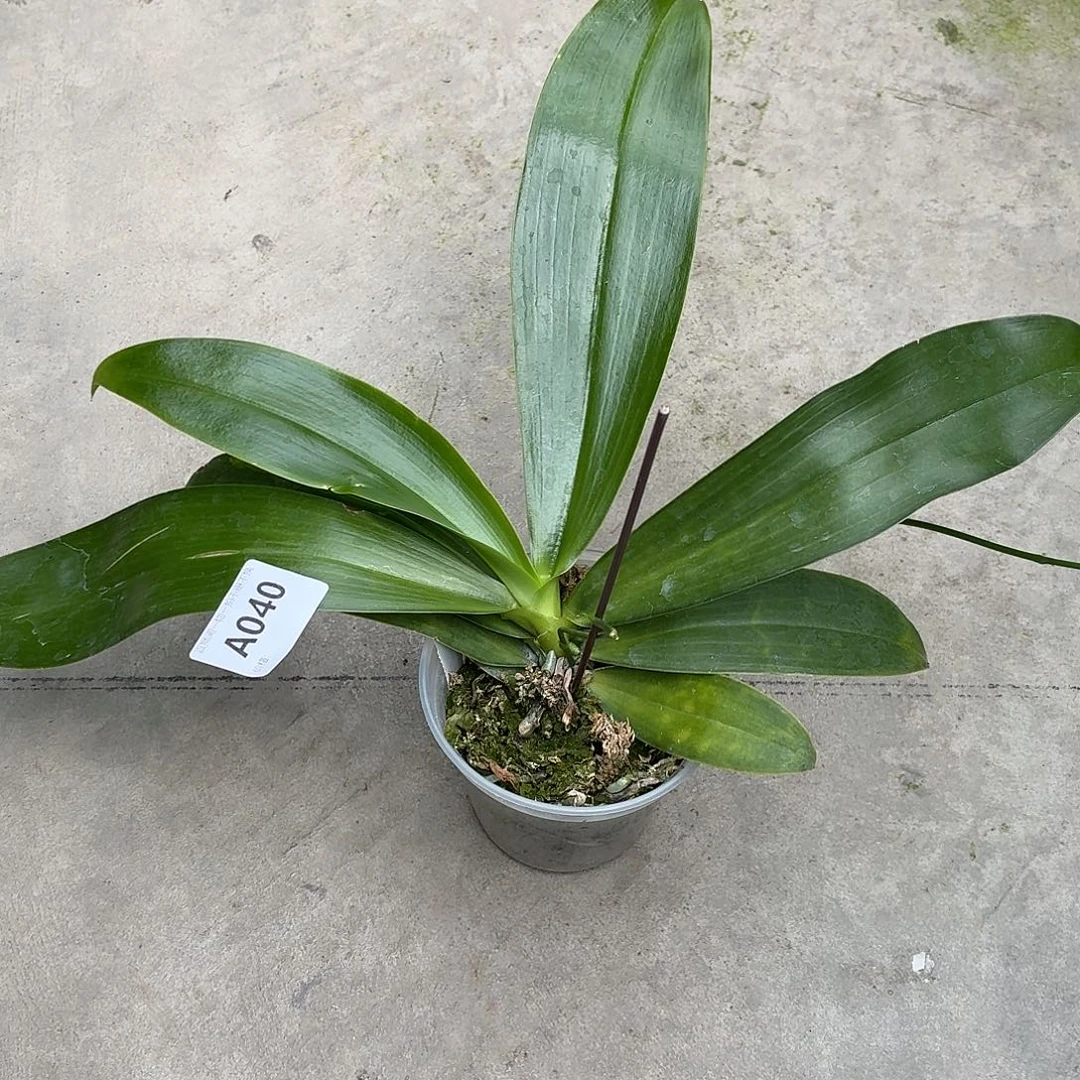 当前无花朵，栽培后可花朵A040yss1162三寸超大苗四花剑