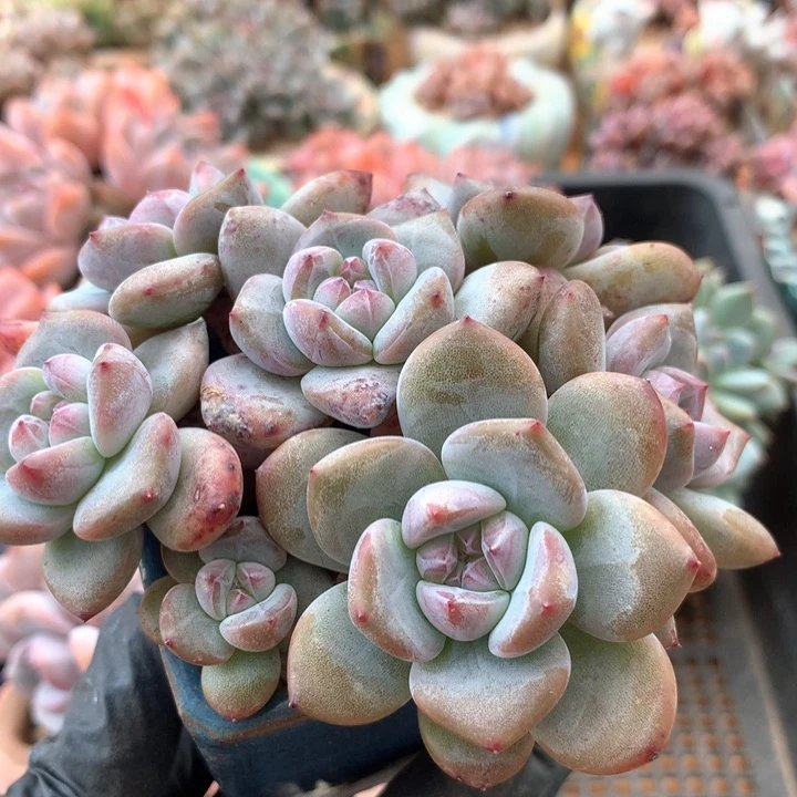 石榴籽星影有砍 011