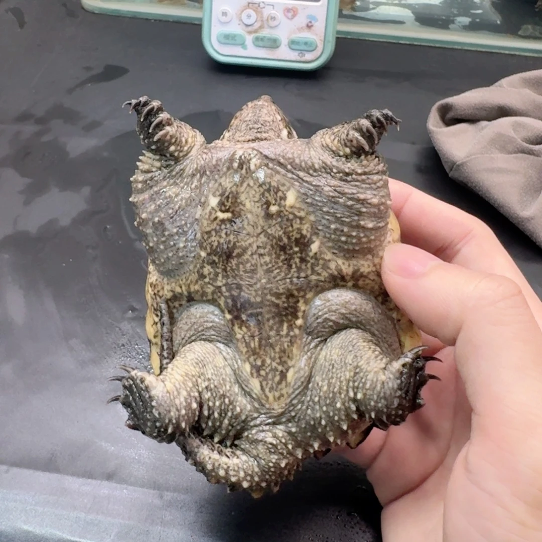 宠物龟不分公母111