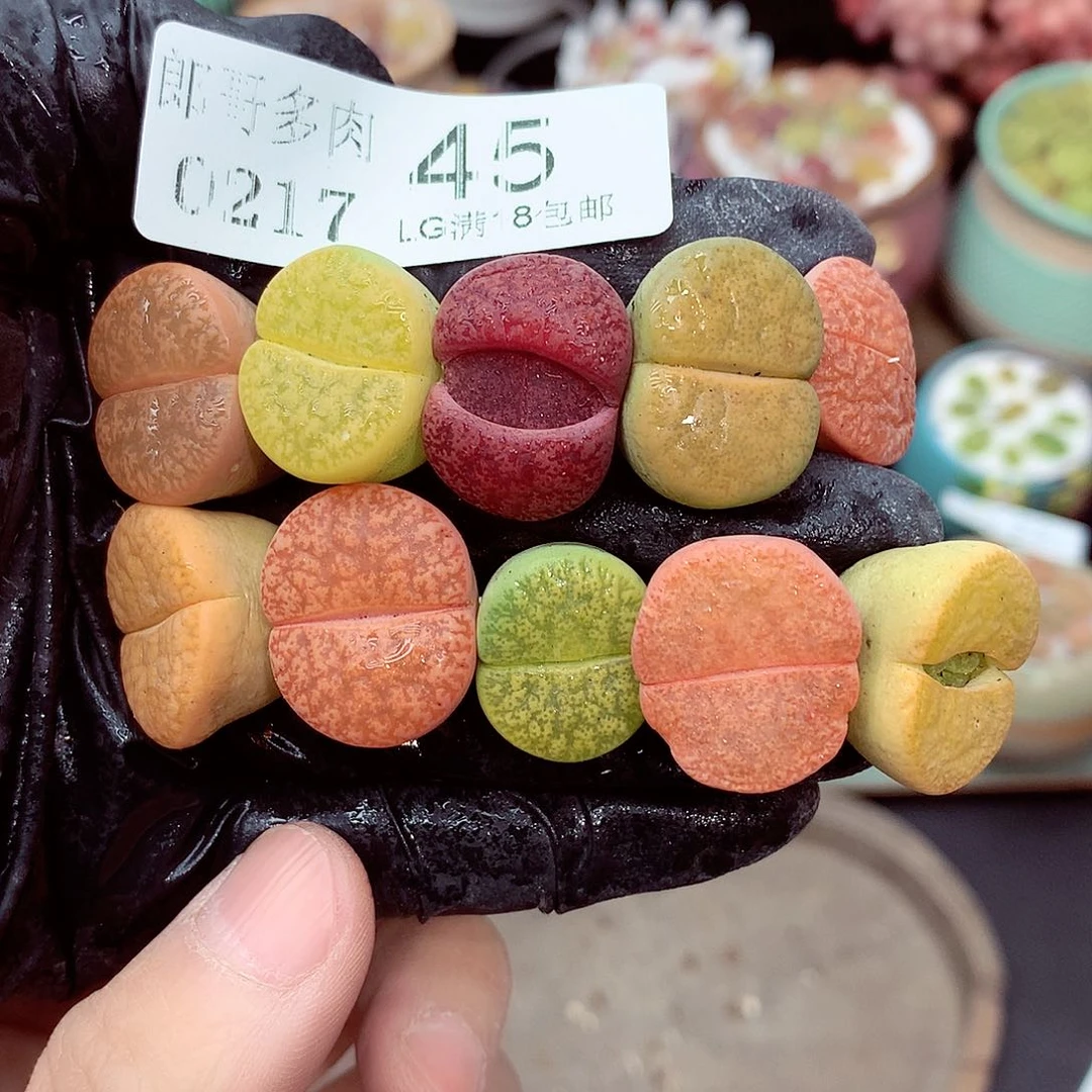 郎哥多肉生石花17-45