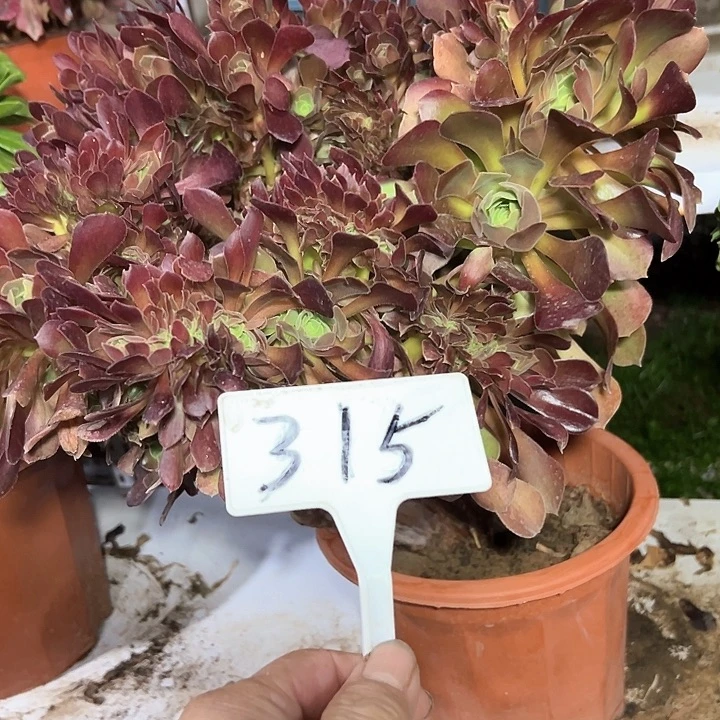 多肉植物玫瑰缀不售后