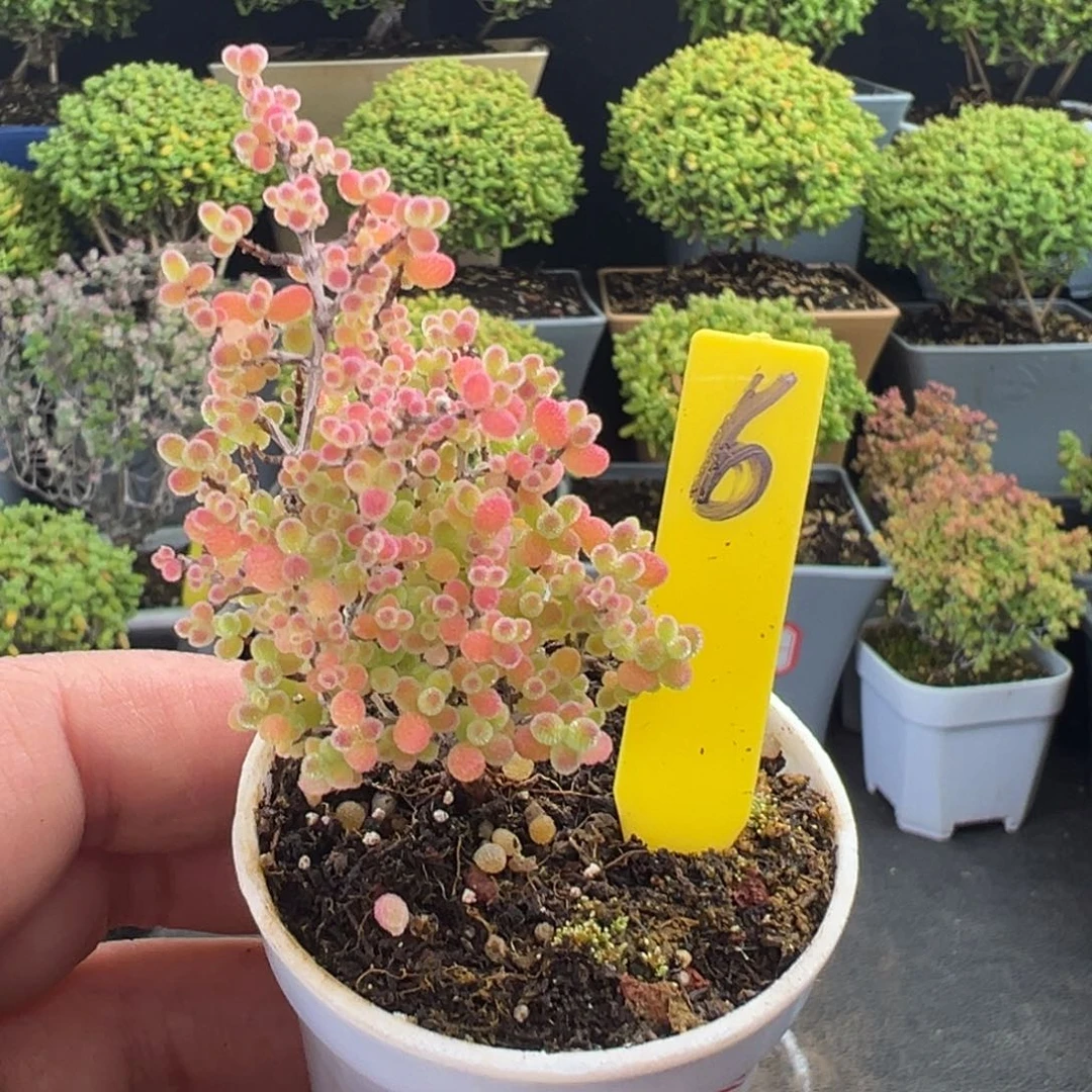 蜜橘小树6号5cm盆