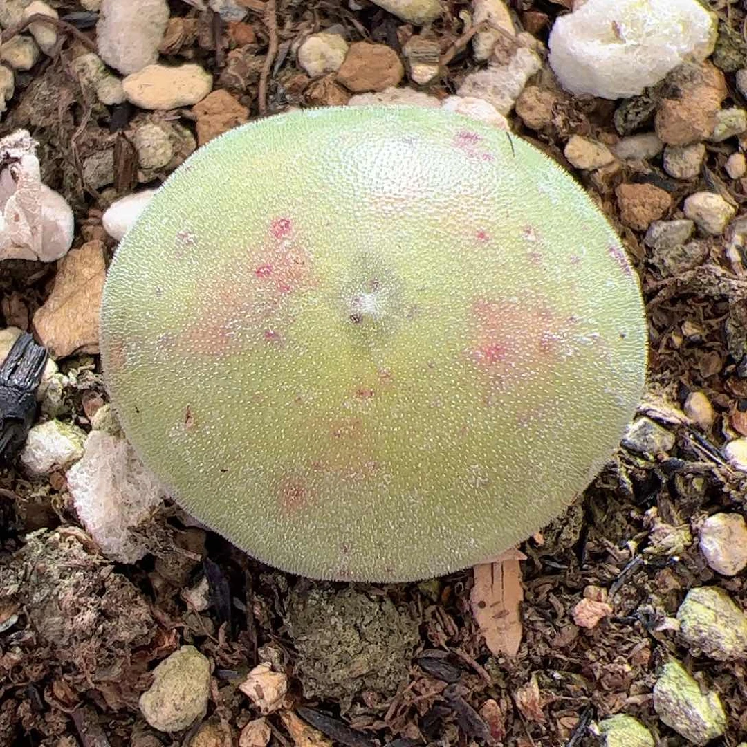 【闪购商品】105 毛饼