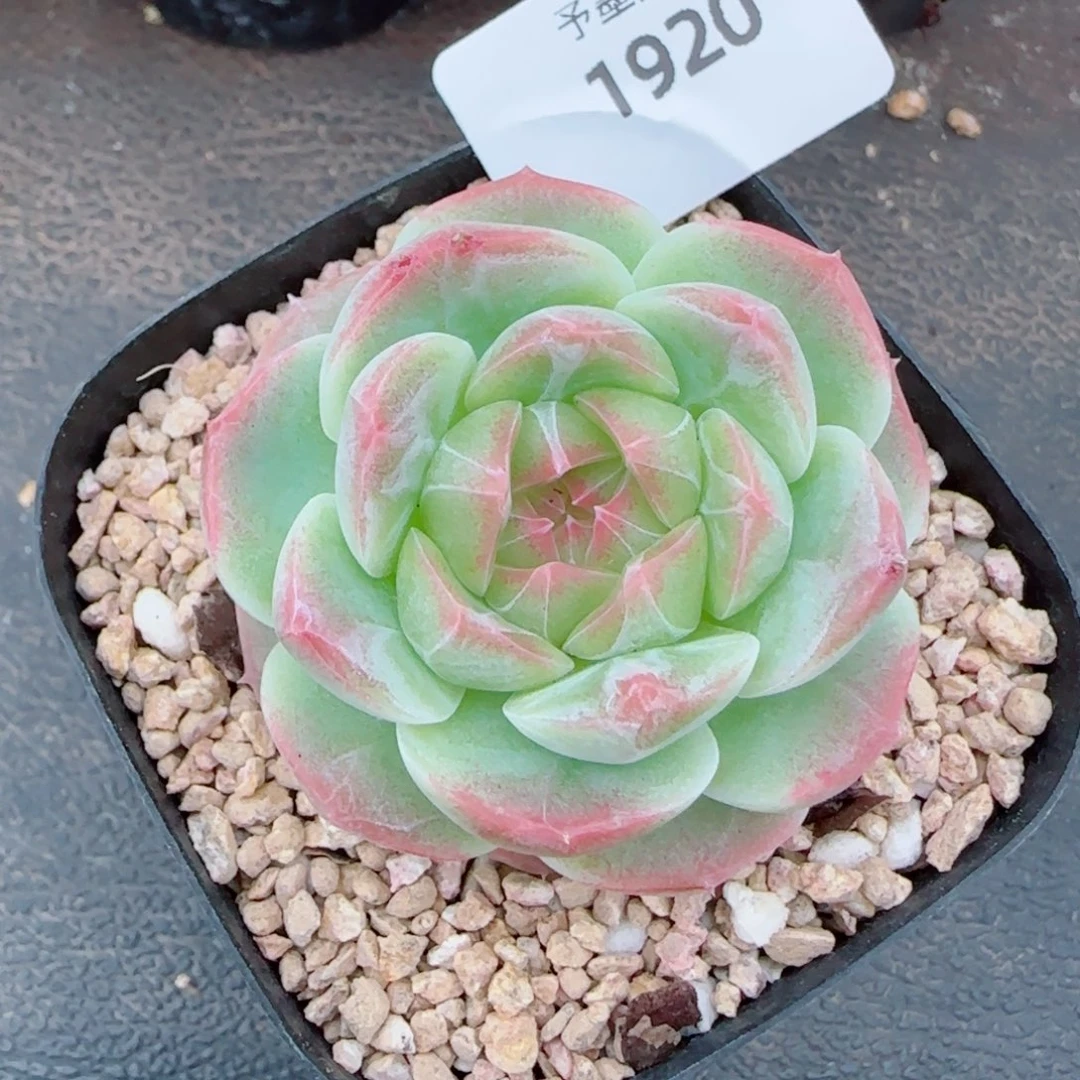 白桃，1920多肉植物