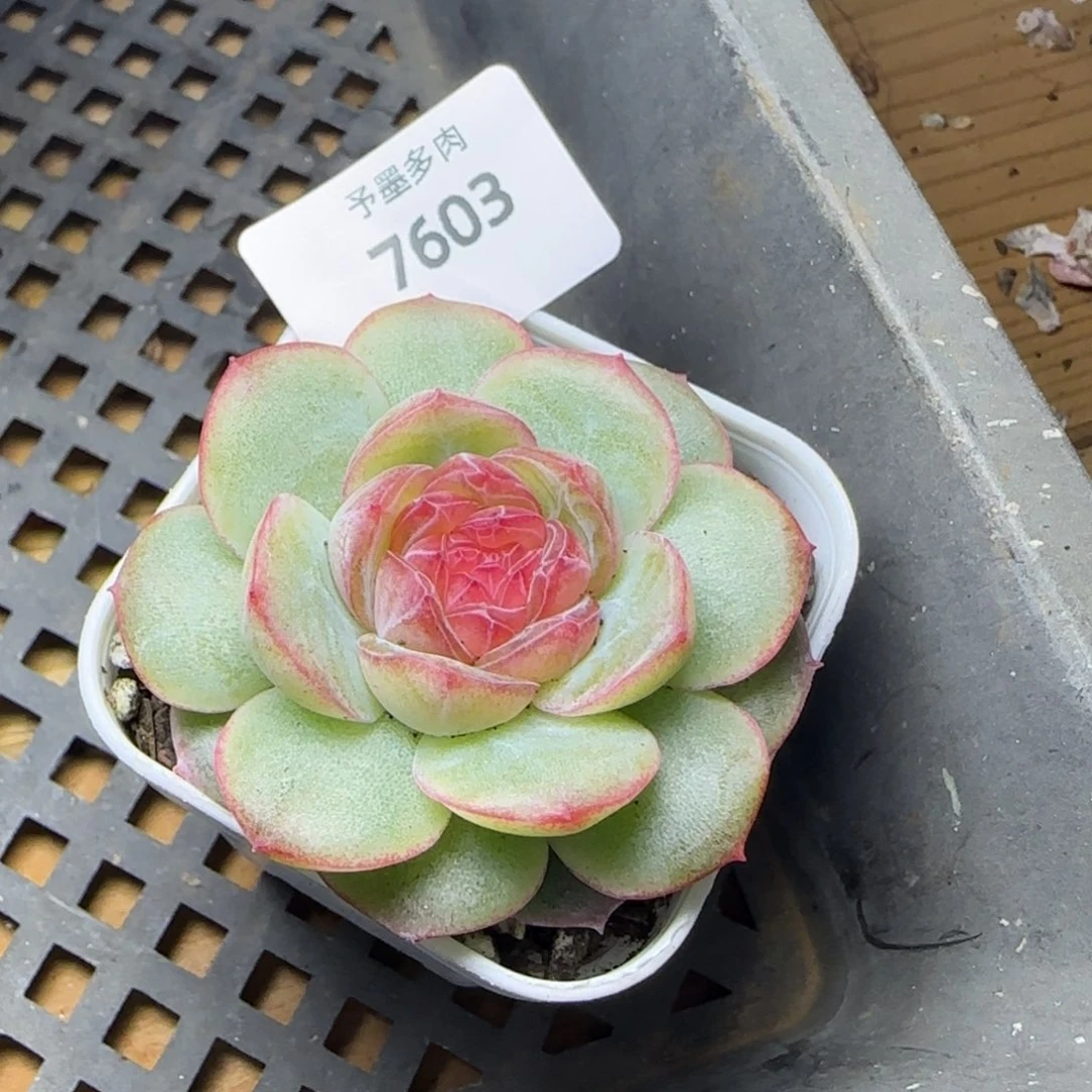 新品，7603多肉植物