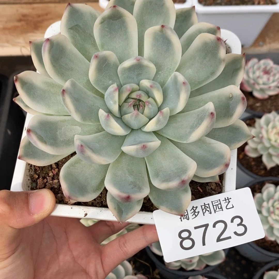 吉娃娃锦多肉植物8723