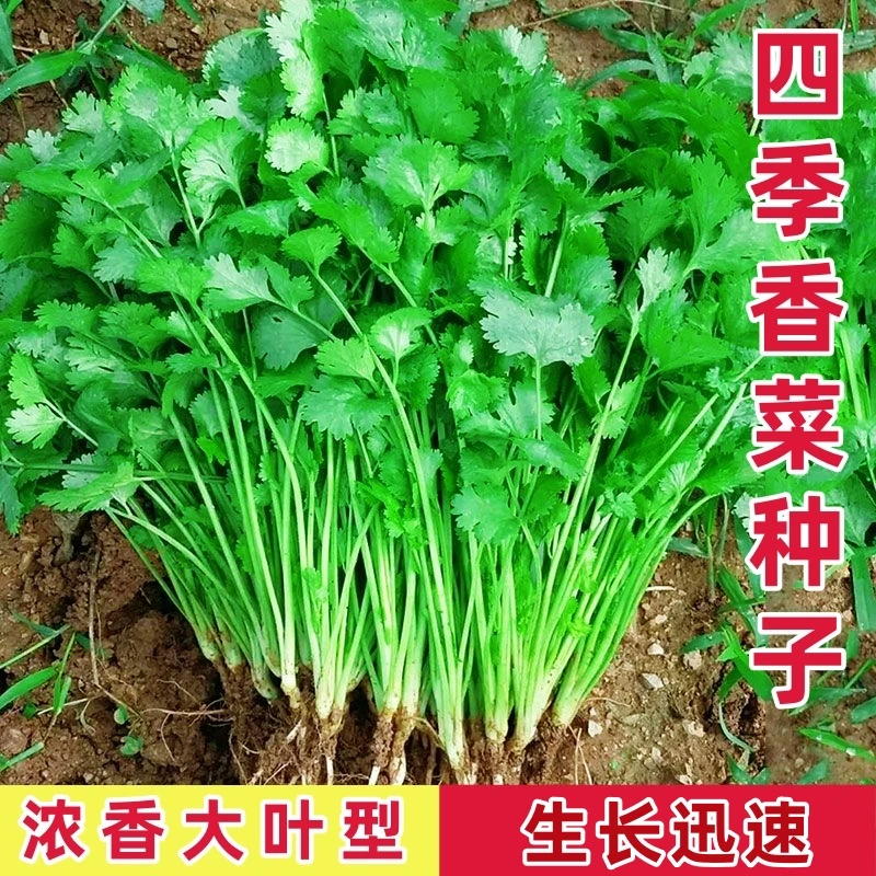 四季香菜种子大叶香菜耐热香味浓发芽快芫荽菜阳台四季蔬菜种子