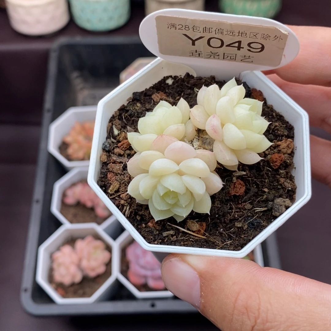 0049 白天鹅 4cm