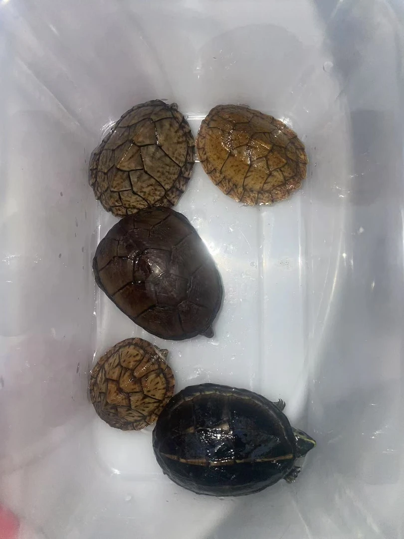 剃刀巨头头盔果核虎纹