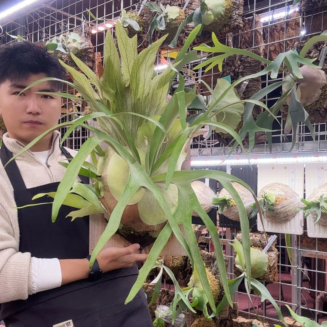 无花朵绿立叶母本