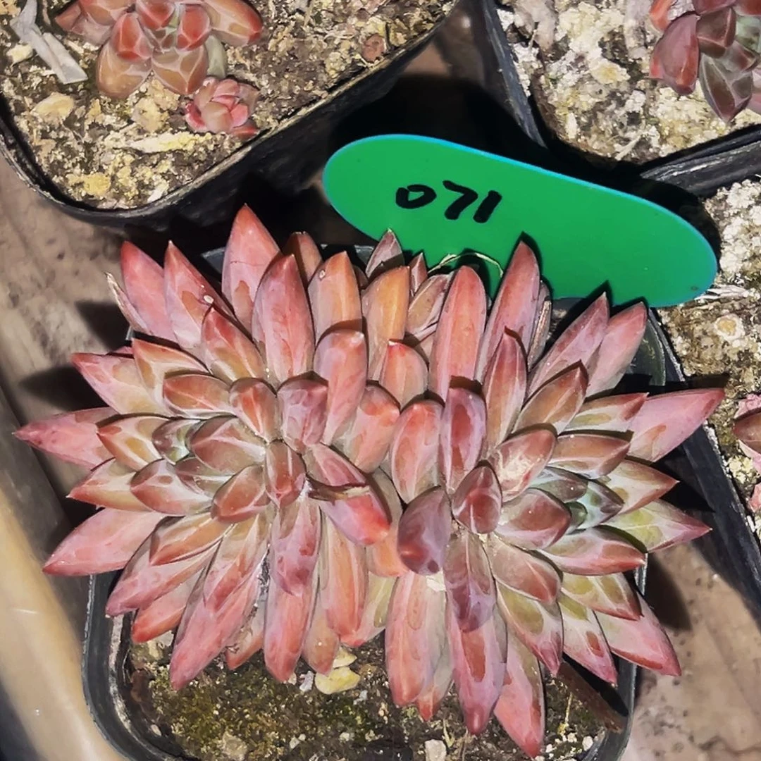 桔云多肉美人精品系列