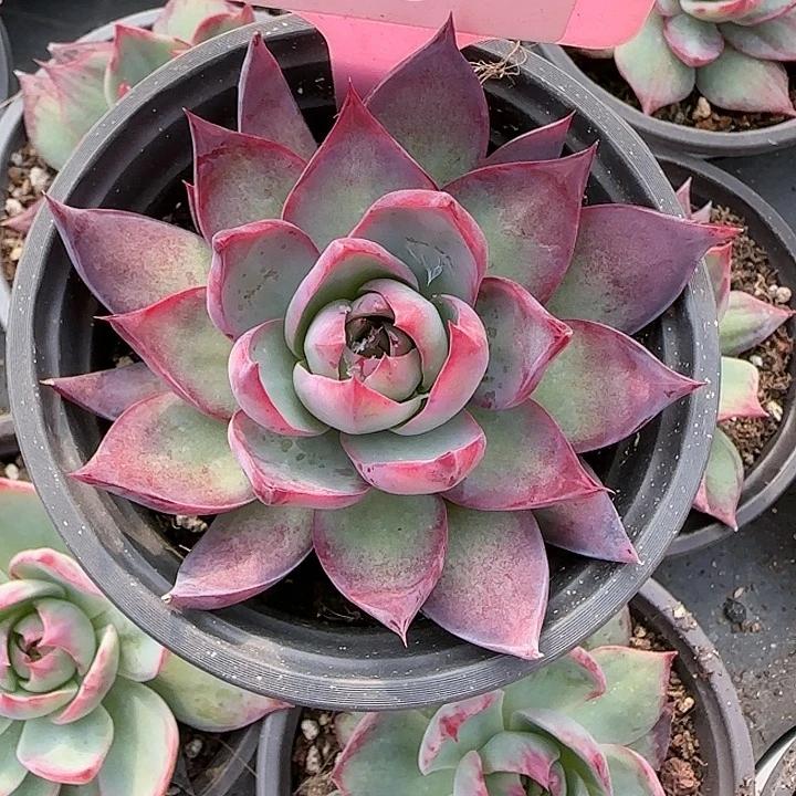 6 惊鸿仙子多肉植物6-9cm