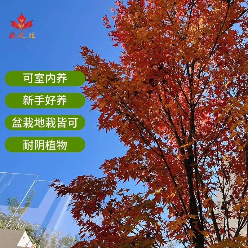 【枫之炫】日笠山枫树盆栽书房室内植物日本网红禅意办公室枫叶进口