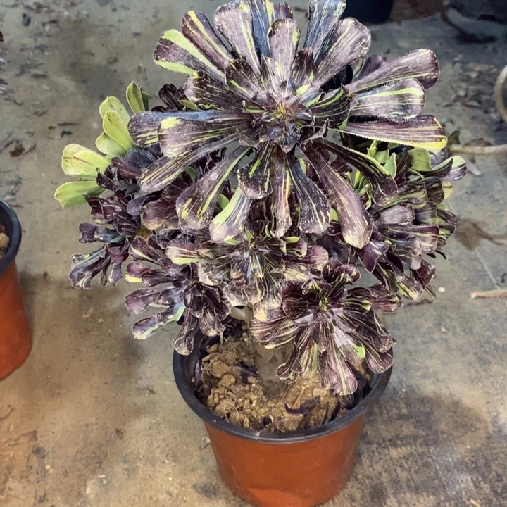 水墨丹青多肉植物3