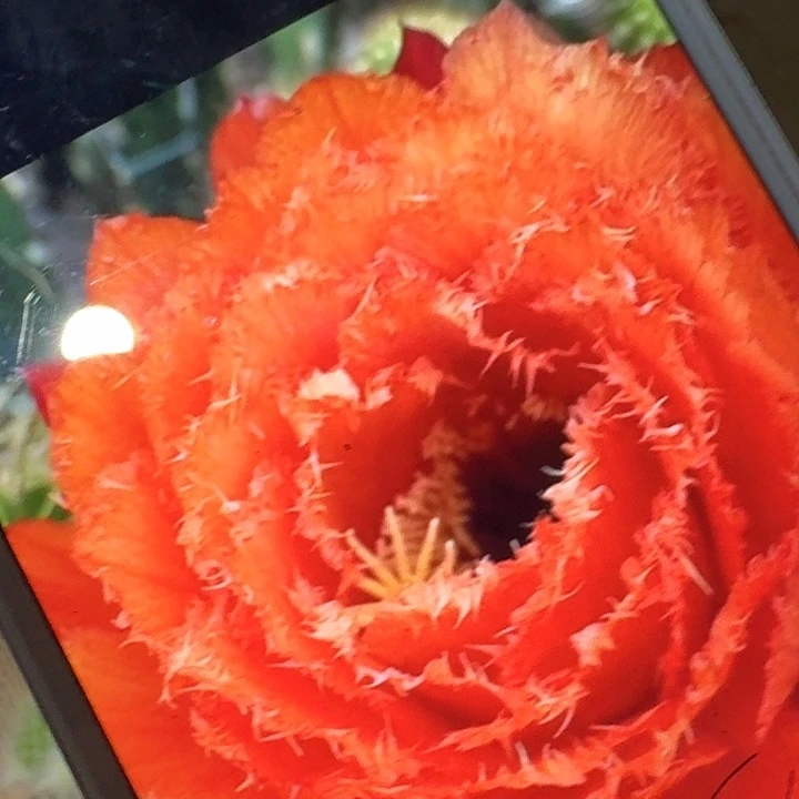 706 侧芽5公分毛花柱