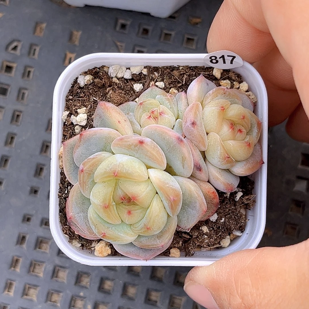 817 甜心3000  满18包邮