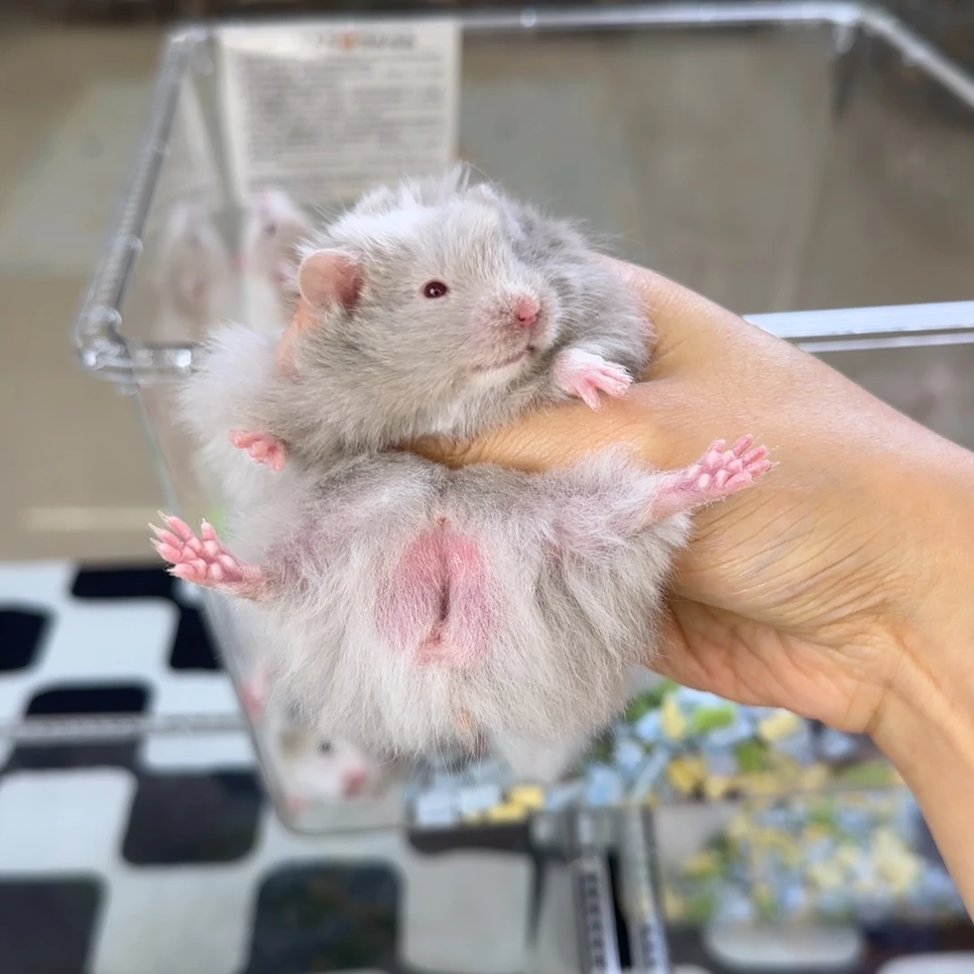 银鸽灰弟弟7.29生34