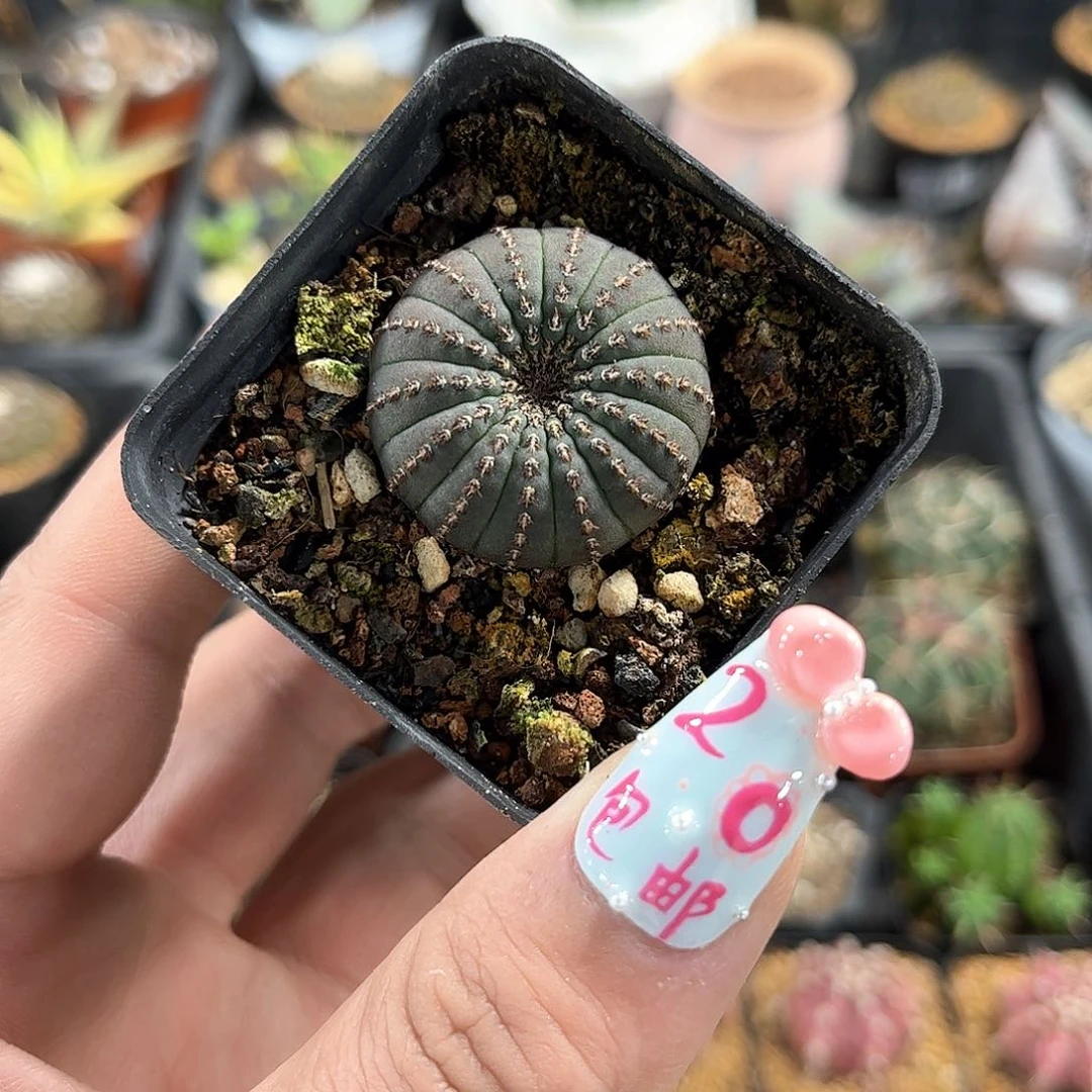 大型士童单头发货有根