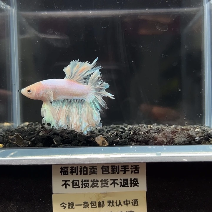 斗鱼一单包邮14日149