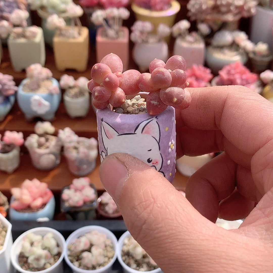 菲*菲菲的千代田一颗