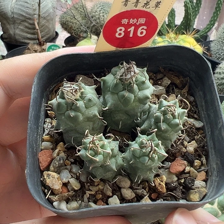 实生碳刺升云龙娇丽群有疤