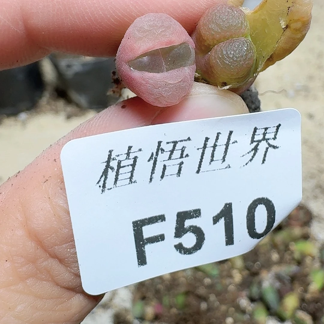 510盒多肉植物哇c v