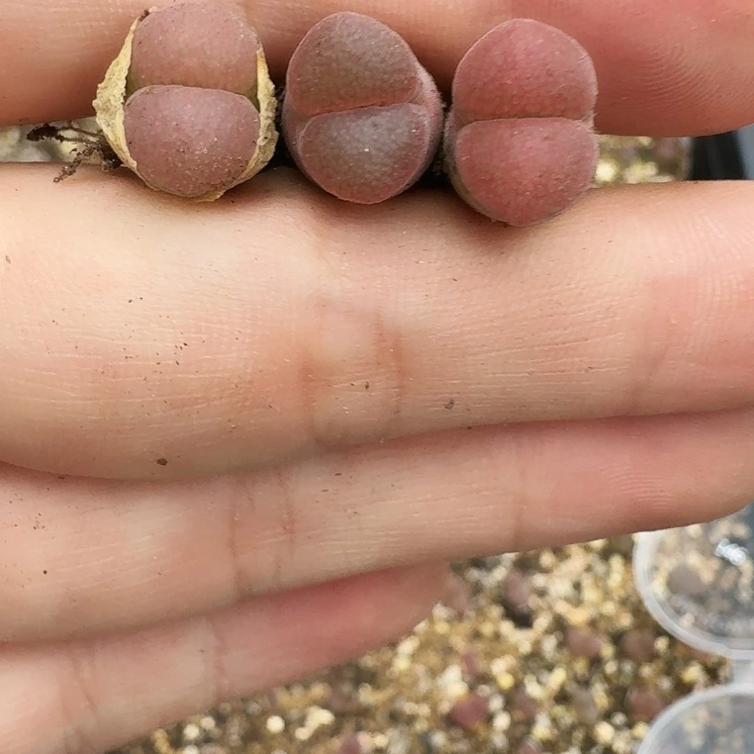 无花朵多肉植物146红宝石