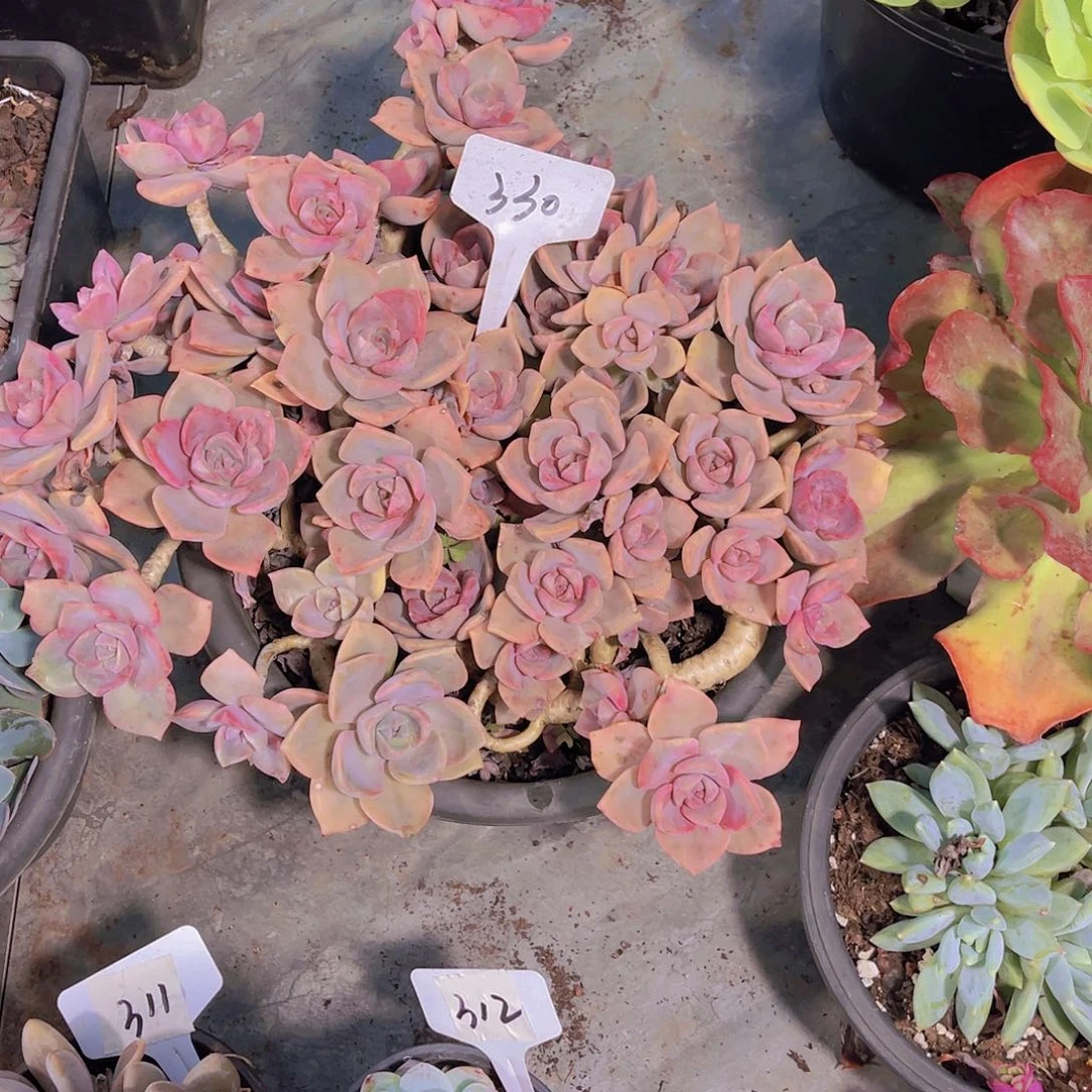 赵***z000000000000000330