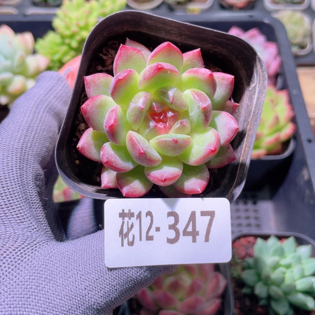 花利美12-347新品