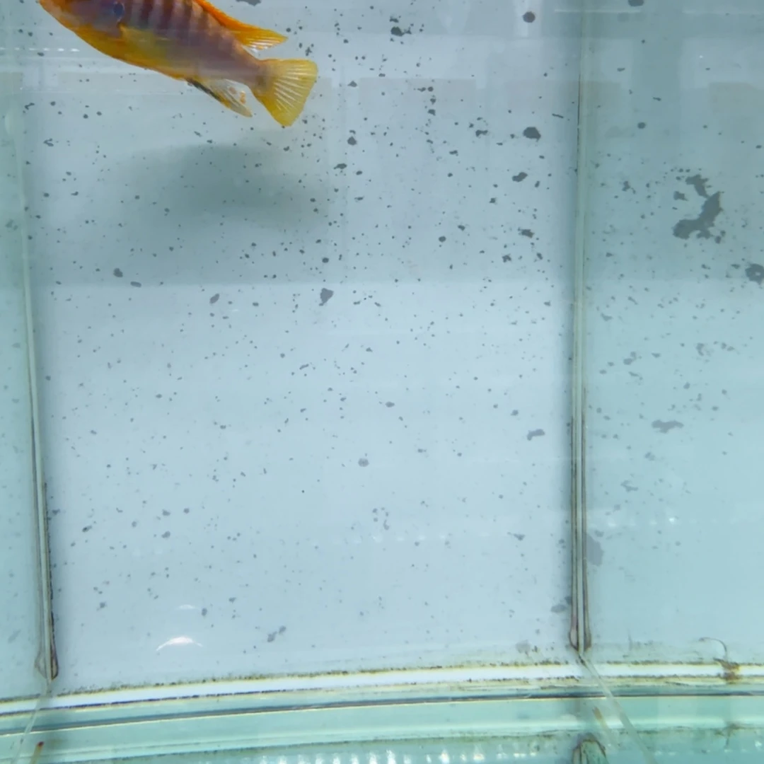 慈鲷453超级红鸡。