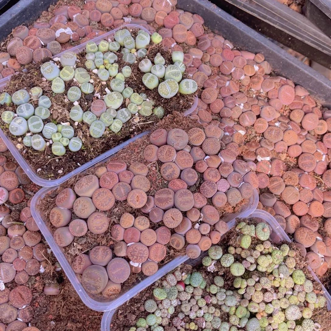 三盒00000000000002