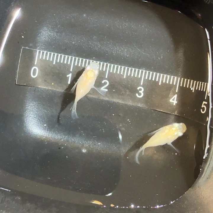 青鳉鱼128号拍品白球球