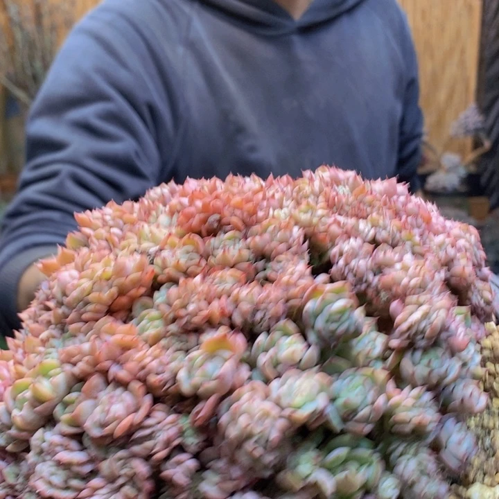 日***星202号洞庭多肉植物