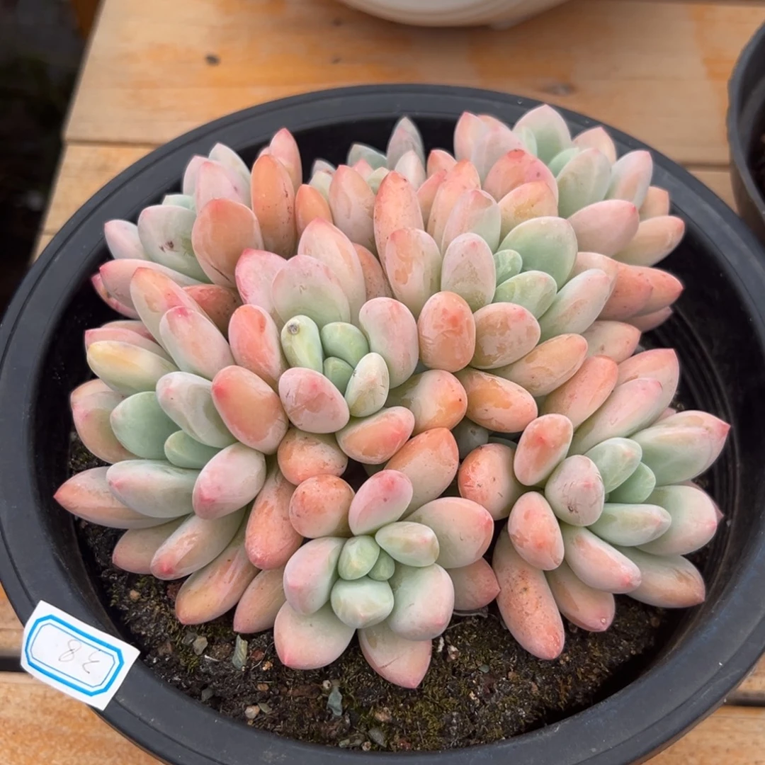 多肉植物多头香水
