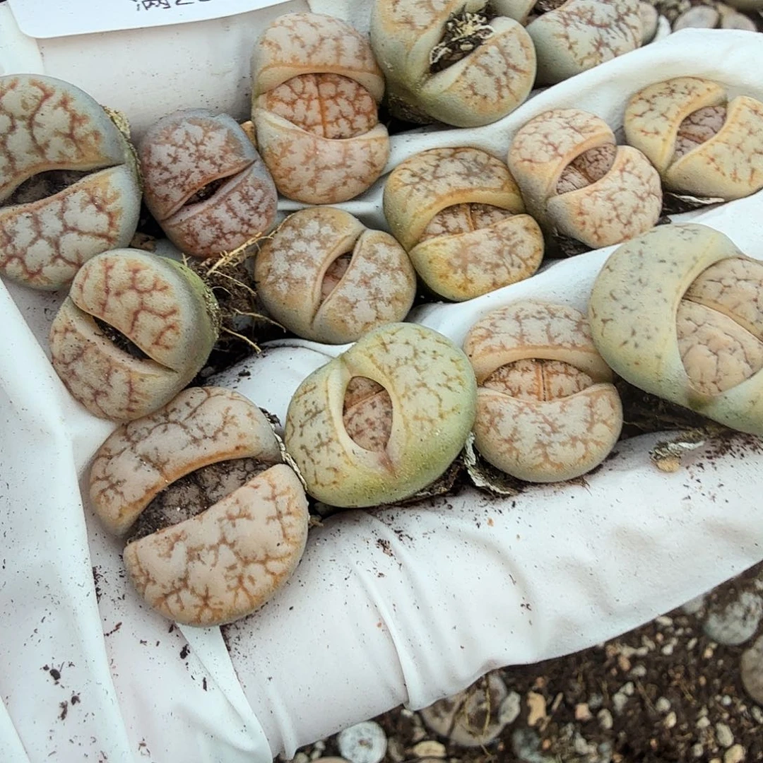 哈哈哈你真的会603你