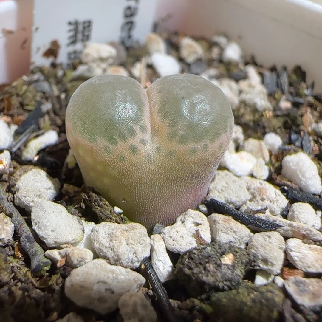 肉锥多肉植物组合-黑眼豆豆506