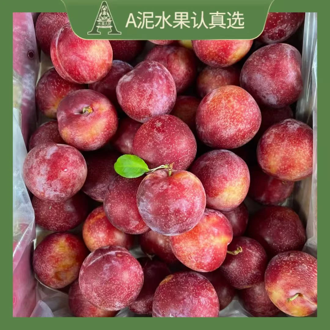 智利进口3-4J樱桃李 新鲜孕妇李子水果2-5斤【坏果包赔+顺丰快递】