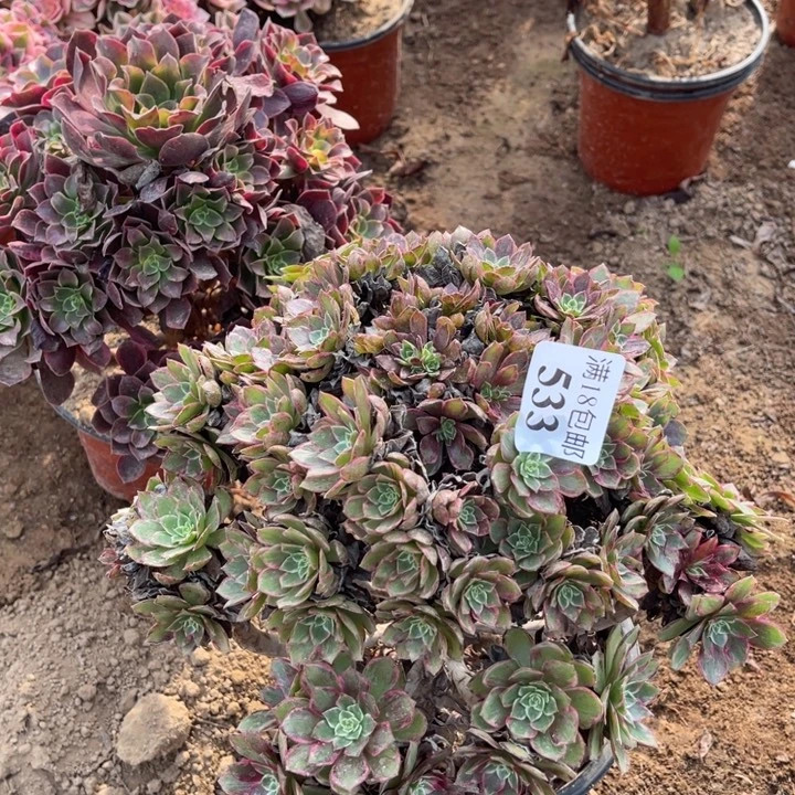 533水晶莲花大绣球2