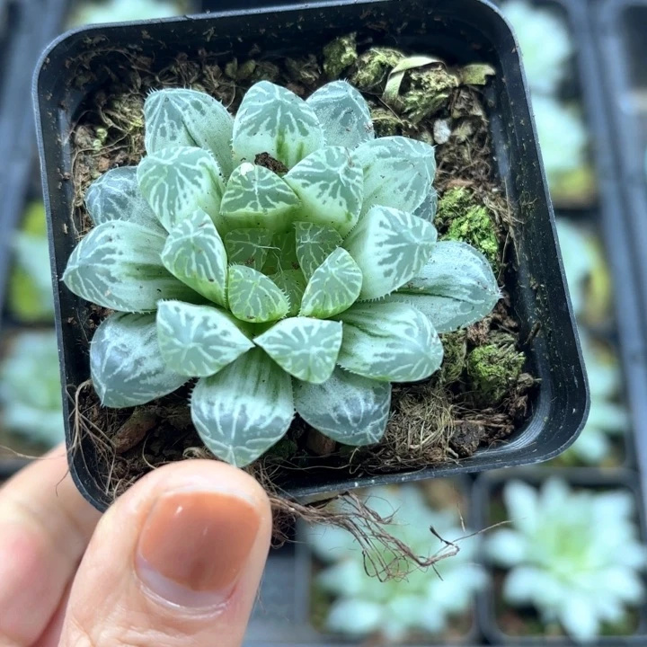 白斑玉露多肉植物