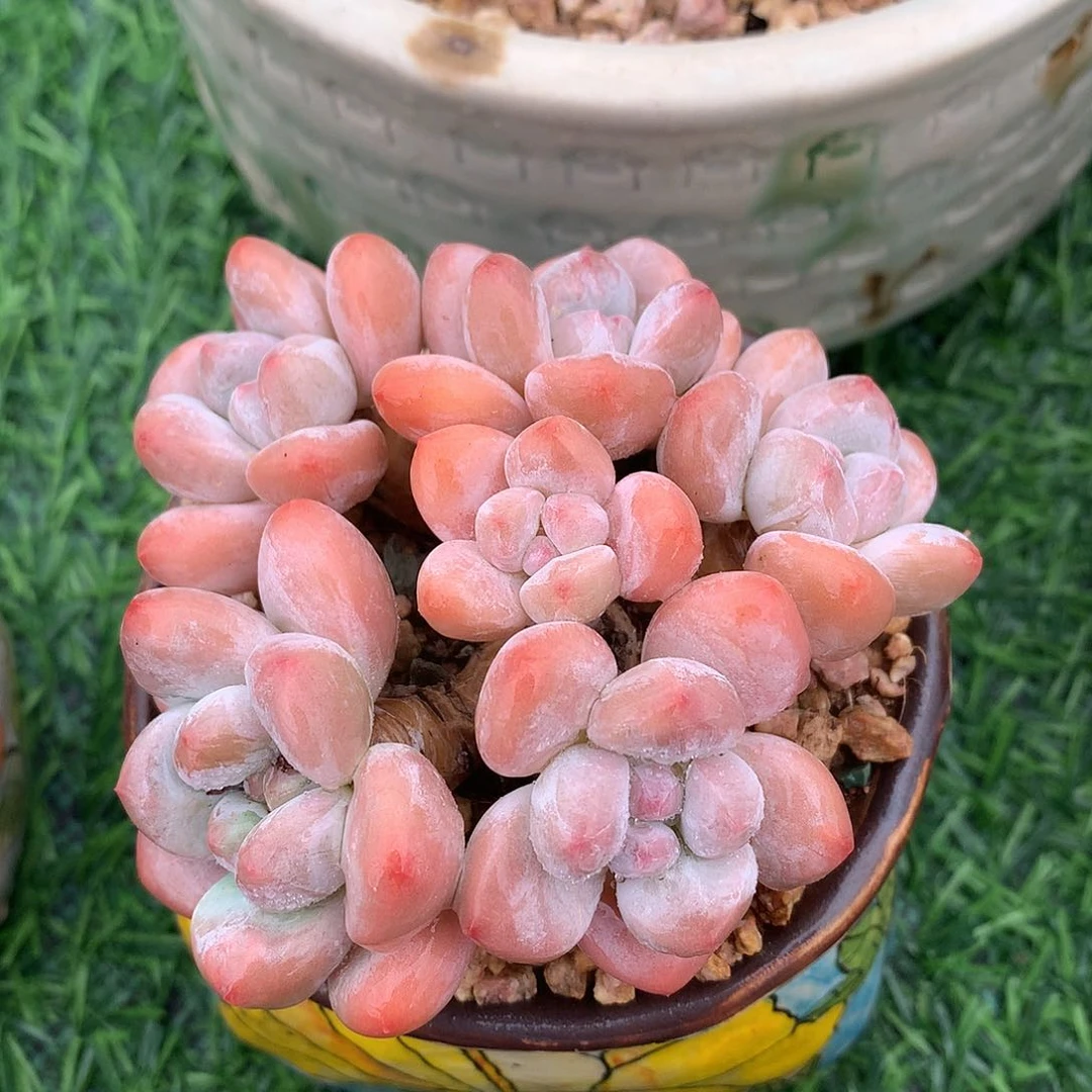 香水9 公分一物一拍