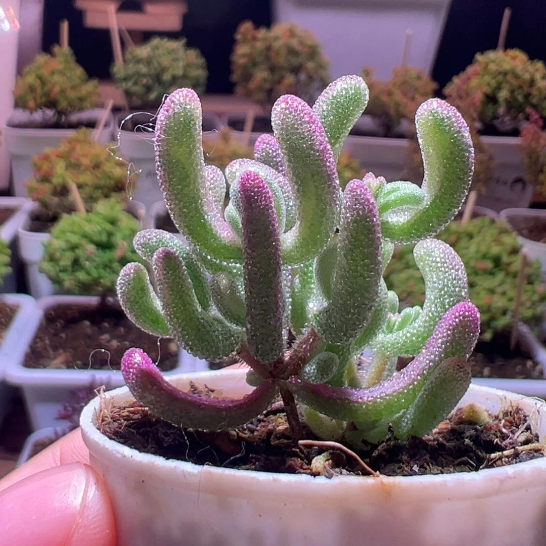 061紫闪光一物一拍带盆土发货