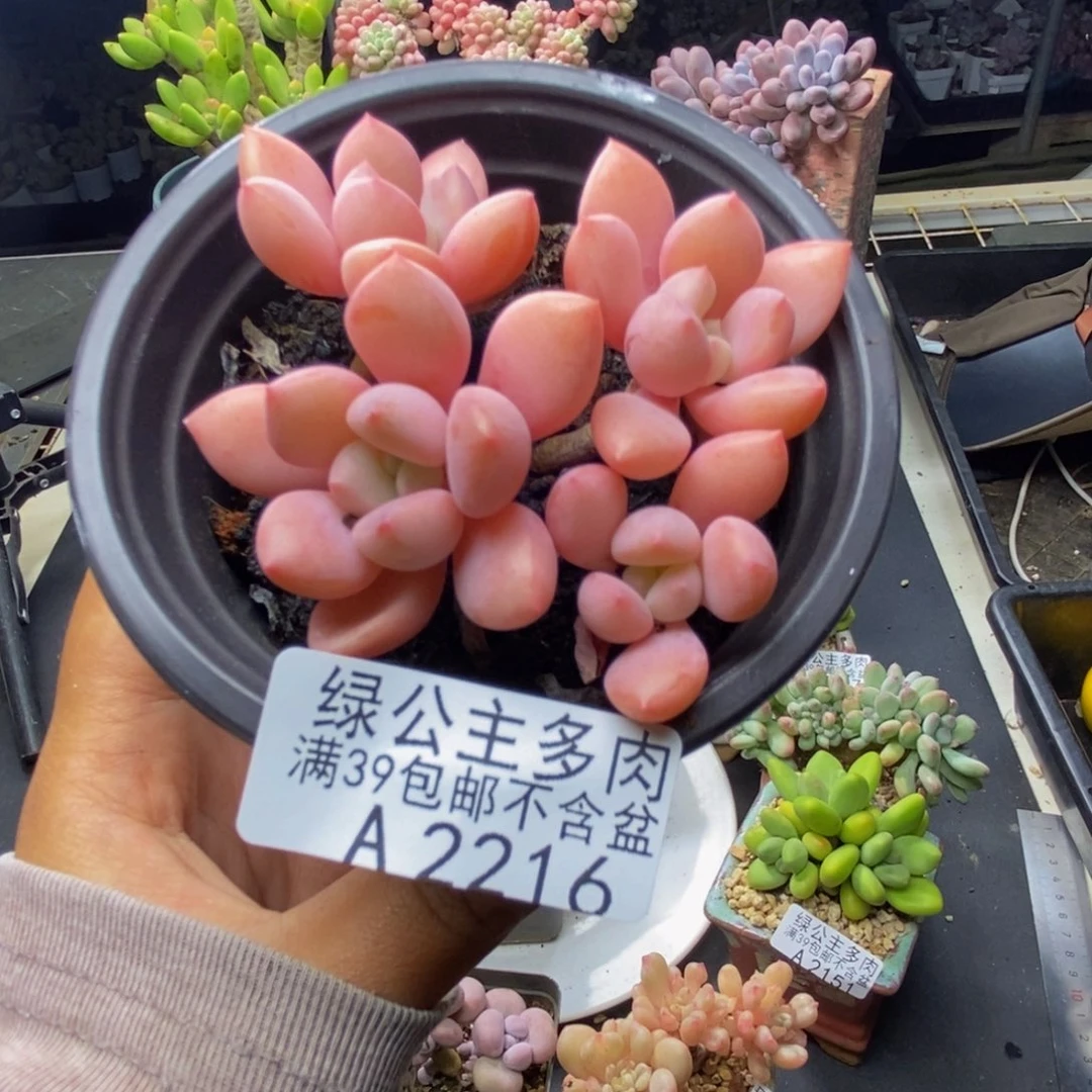 荷216粉桃花多肉7c m