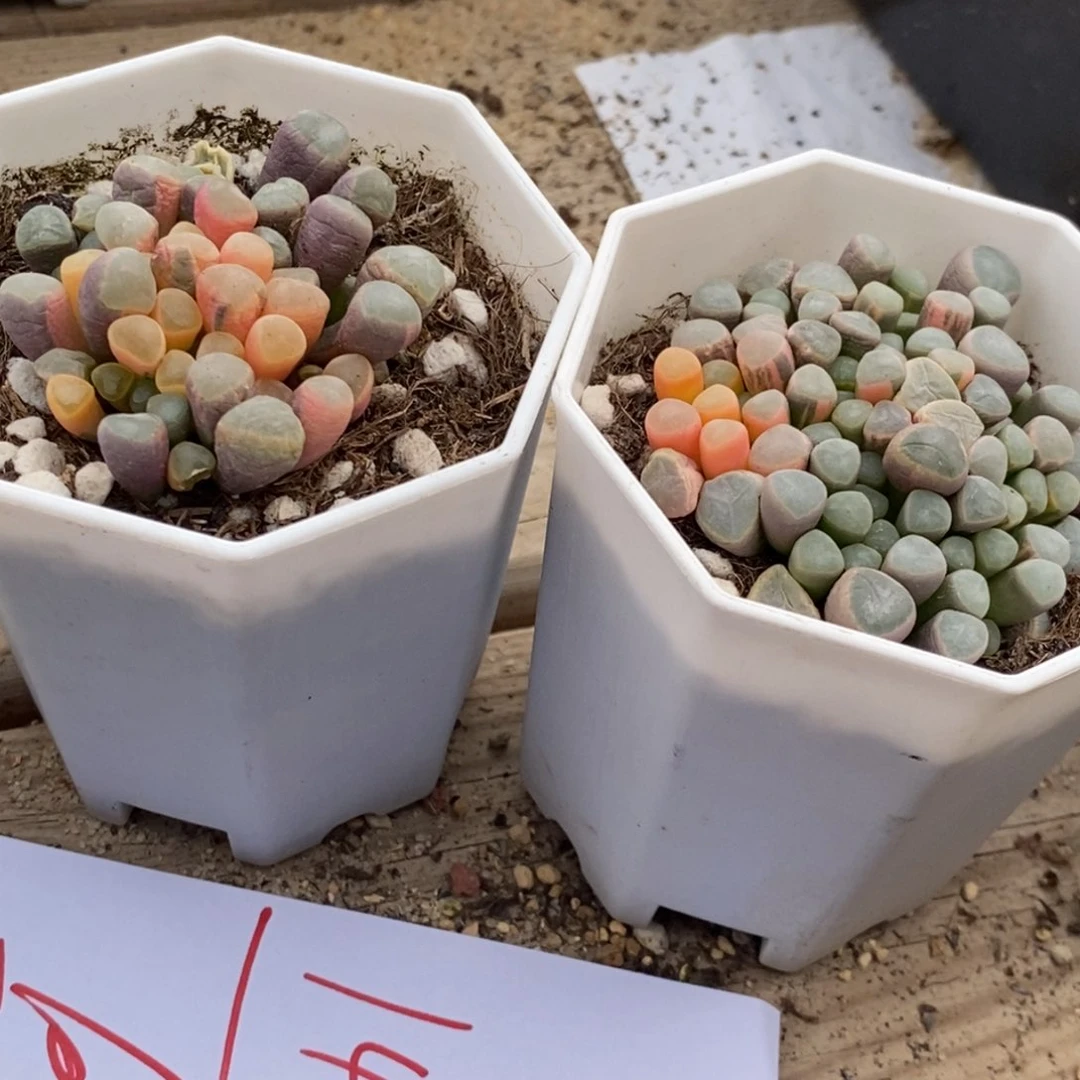 1467两颗一组两颗