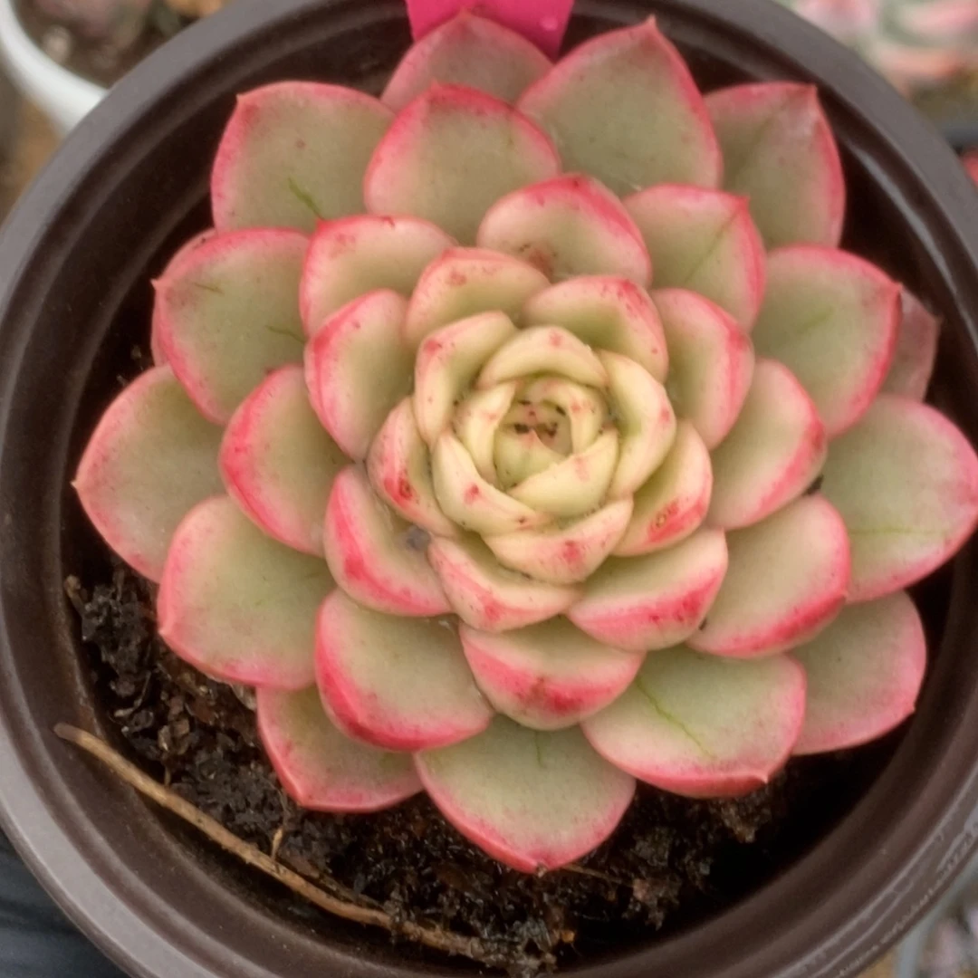 146黄玫瑰锦锦锦锦锦